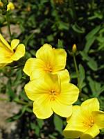 Lin - Linum Campanulatum (fam Linacees) (Europe meridionale) (03) (Photo F. Mrugala)